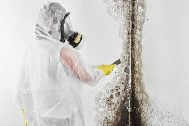 Best Mold Testing  in Snyderville, UT