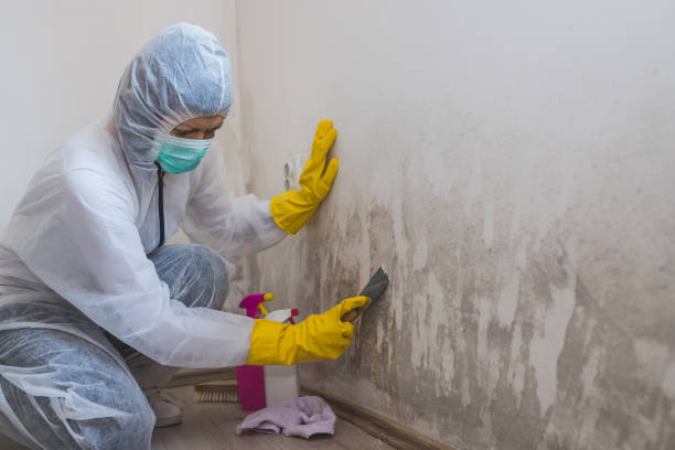 Best Commercial Mold Removal  in Snyderville, UT