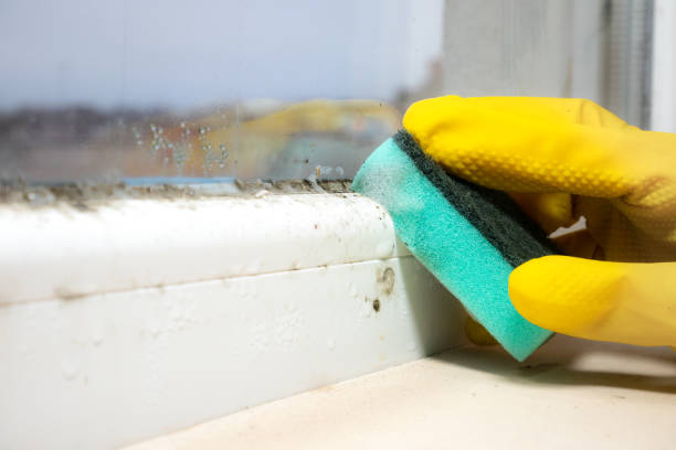 Best Office Mold Removal Services  in Snyderville, UT