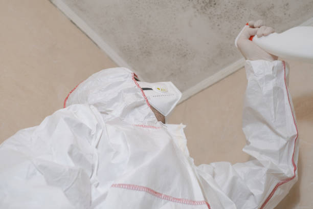 Best Mold Damage Repair  in Snyderville, UT
