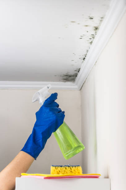 Best Crawl Space Mold Removal  in Snyderville, UT